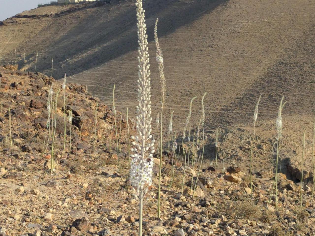 Dead Sea Desert'S Edge Arad Exterior foto